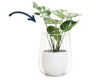 Monstera in witte cage pot