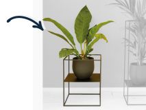 Plantenstandaard staal zwart laag met Anthurium jungle king in pot