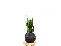 Rubber pot M met Sansevieria