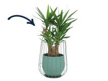 Yucca in groene cage pot