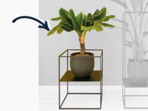 Plantenstandaard staal zwart laag met Musa in pot