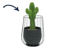 Cactus in zwarte cage pot