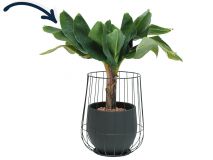 Musa in zwarte cage pot