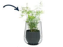 Asparagus in zwarte cage pot