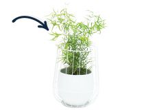 Asparagus in witte cage pot