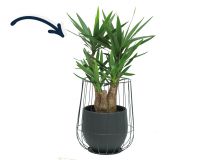 Yucca in zwarte cage pot