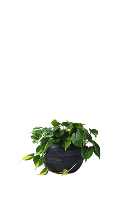 Scandens ca. 30cm
