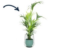 Kentia in groene cage pot