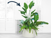 Urban jungle XL in mat witte bak