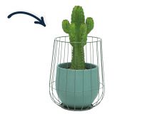 Cactus in groene cage pot
