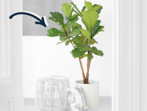 Ficus Lyrata incl. mat witte ronde pot