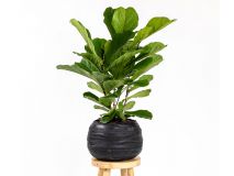 Rubber pot L met Ficus Lyrata Bush