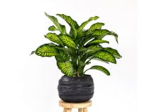 Rubber pot L met Dieffenbachia