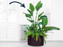 Urban jungle XL in mat zwarte bak