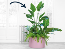 Urban jungle XL in je eigen RAL kleur