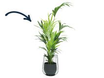 Kentia in zwarte cage pot