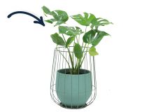 Monstera in groene cage pot